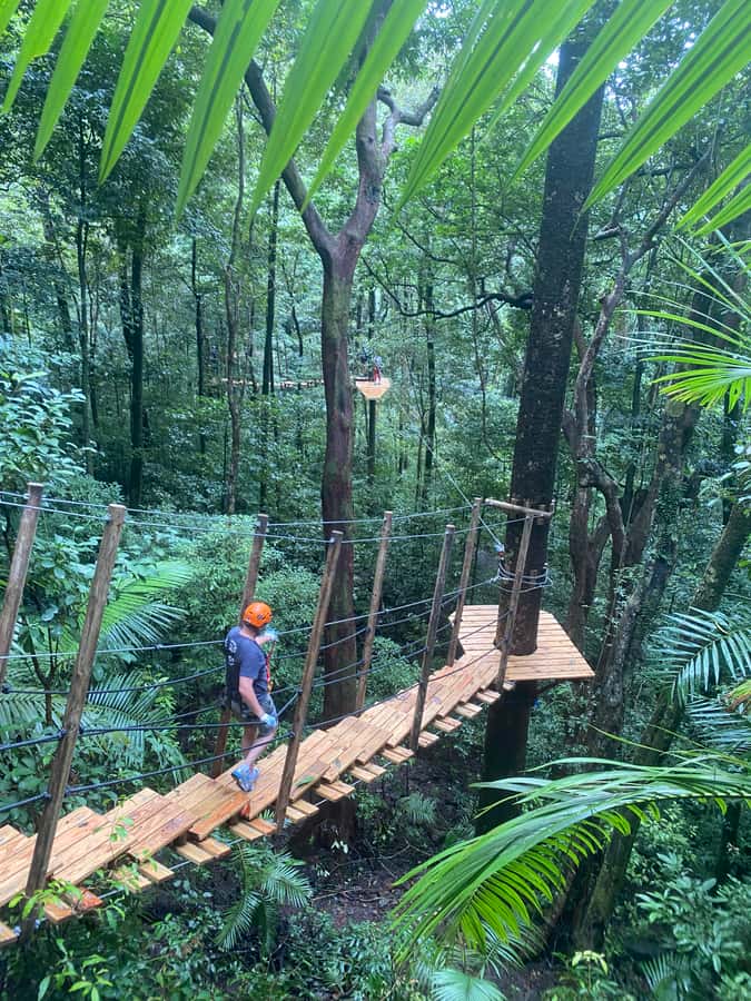 Port Douglas: Daintree National Park Tour, Cruise, & Zipline - Key details that shape the day