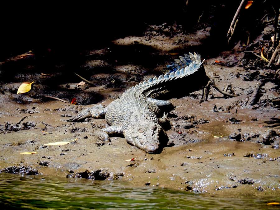 Port Douglas: Daintree Rainforest and Cape Tribulation Tour - Why this Daintree day tour works
