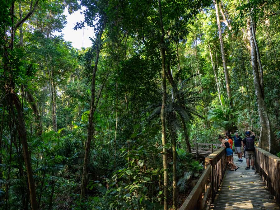 Port Douglas: Daintree Rainforest and Cape Tribulation Tour - A one-hour cruise on Cooper Creek