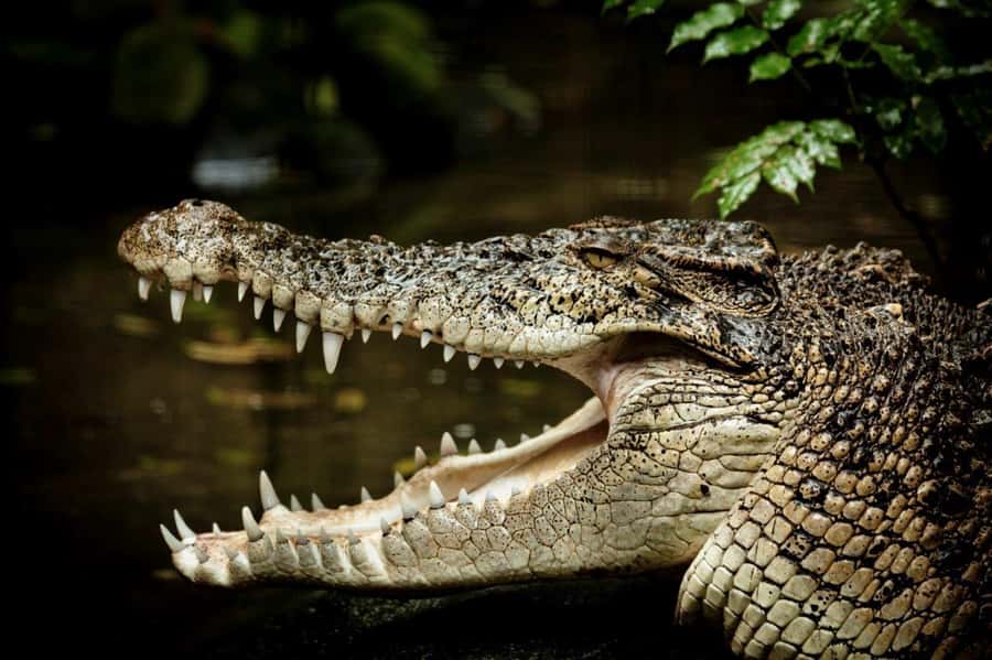 Port Douglas: Daintree Rainforest and Mossman Gorge Tour - Key points to know