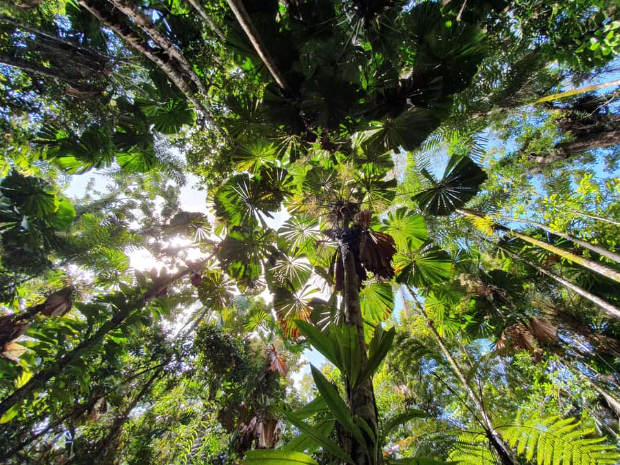 Port Douglas: Daintree Rainforest and Mossman Gorge Tour - The interpretive walk through the forest
