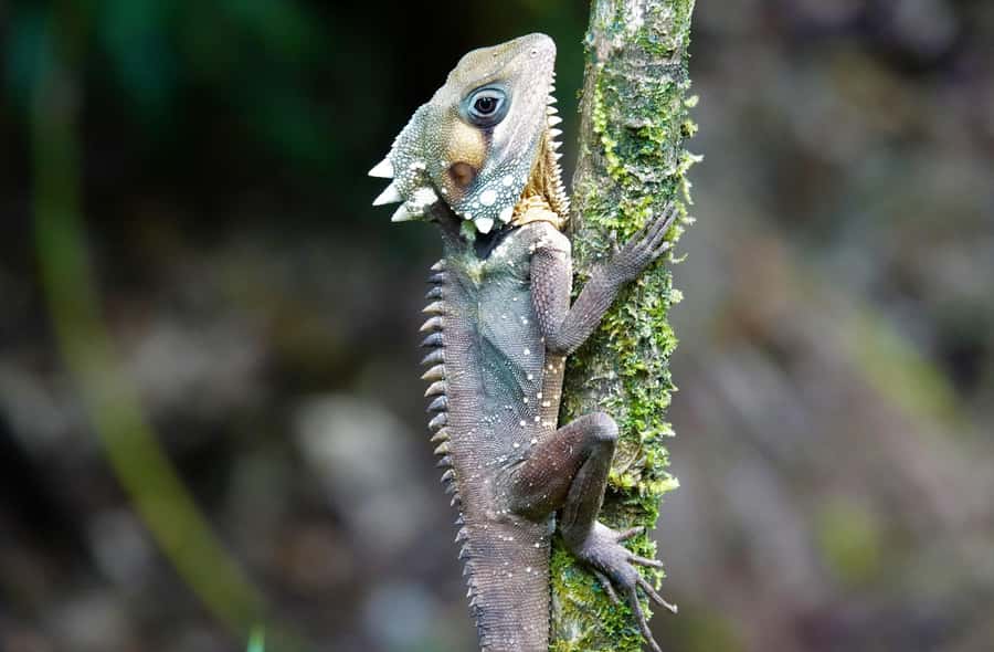 Port Douglas: Daintree Rainforest and Mossman Gorge Tour - Why this Daintree day trip works