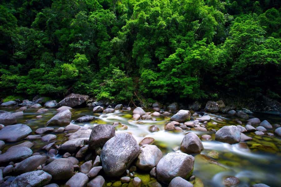 Port Douglas: Daintree Rainforest and Mossman Gorge Tour - Gateway to Paradise and the rainforest swim
