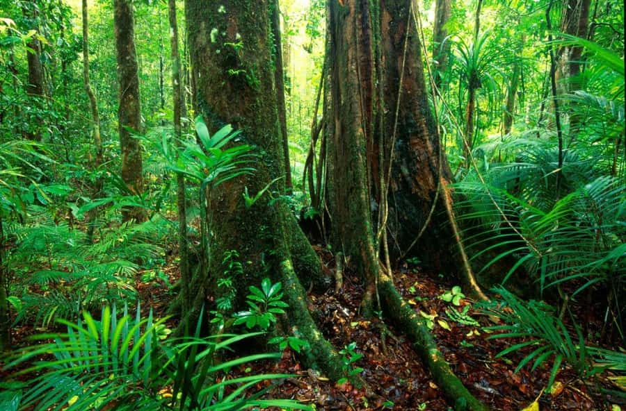 Port Douglas: Daintree Rainforest and Mossman Gorge Tour - BBQ lunch in a private retreat