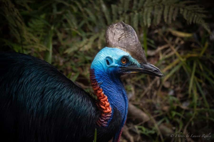 Port Douglas: Daintree Rainforest and Mossman Gorge Tour - From Port Douglas to Mossman Gorge