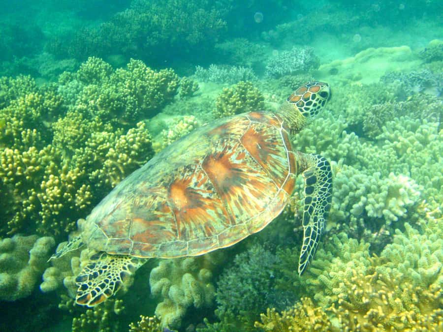 Port Douglas: Half-Day Low Island and Lagoon Snorkeling Tour - Arriving at Low Isles by glass-bottom boat