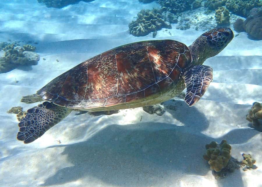 Port Douglas: Low Isles Afternoon Cruise on Luxury Catamaran - Seeing reef life without getting wet