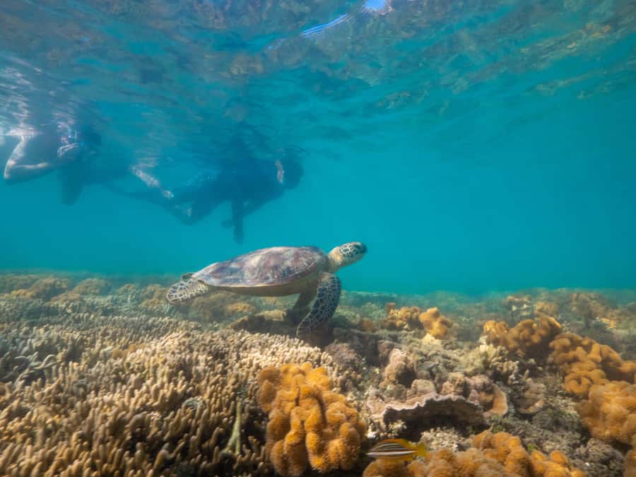 Port Douglas: Low Isles Glass Bottom Boat & Snorkeling Tour - The glass-bottom boat option