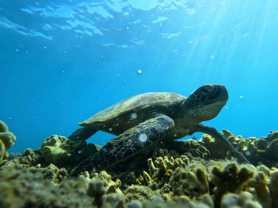 Port Douglas: Low Isles Reef Snorkeling Tour - A short ride to Low Isles Reef