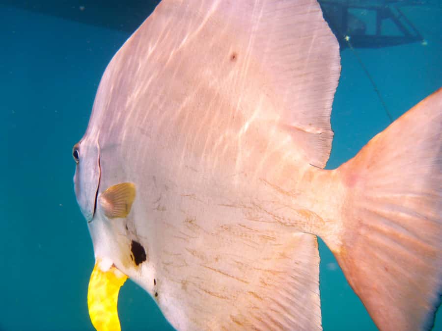 Port Douglas: Low Isles Reef Snorkeling Tour - The glass-bottom boat is more than a backup