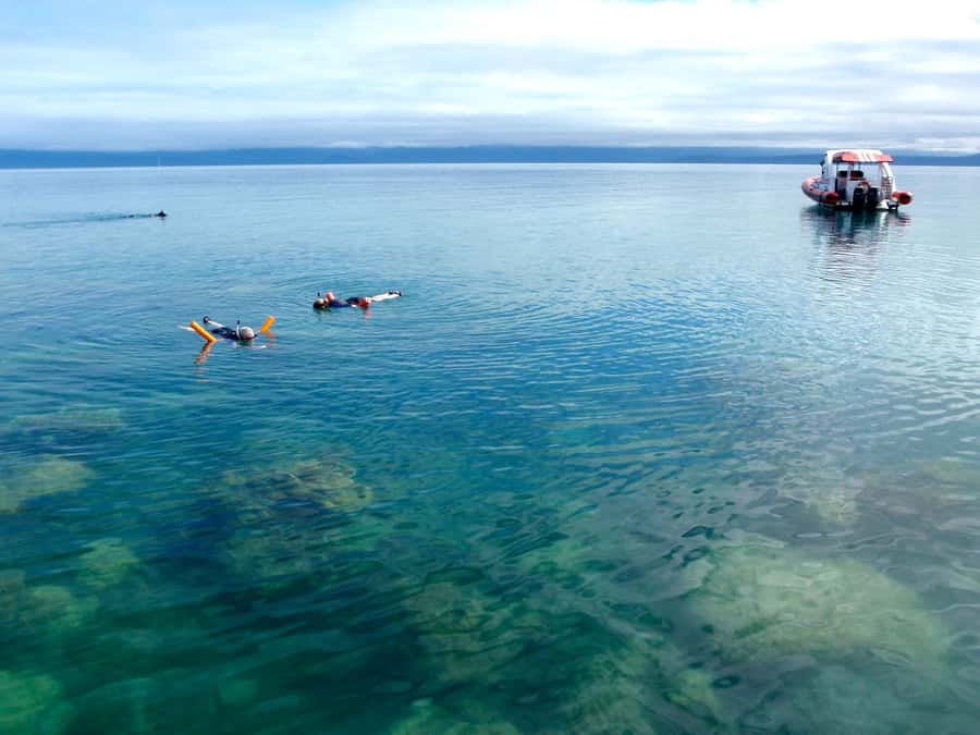 Port Douglas: Low Isles Reef Snorkeling Tour - Guides who help you feel at ease