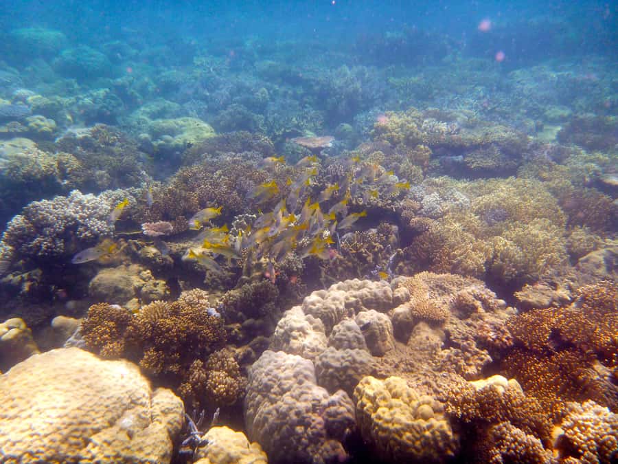 Port Douglas: Low Isles Reef Snorkeling Tour - What you see during the 1.5-hour reef session