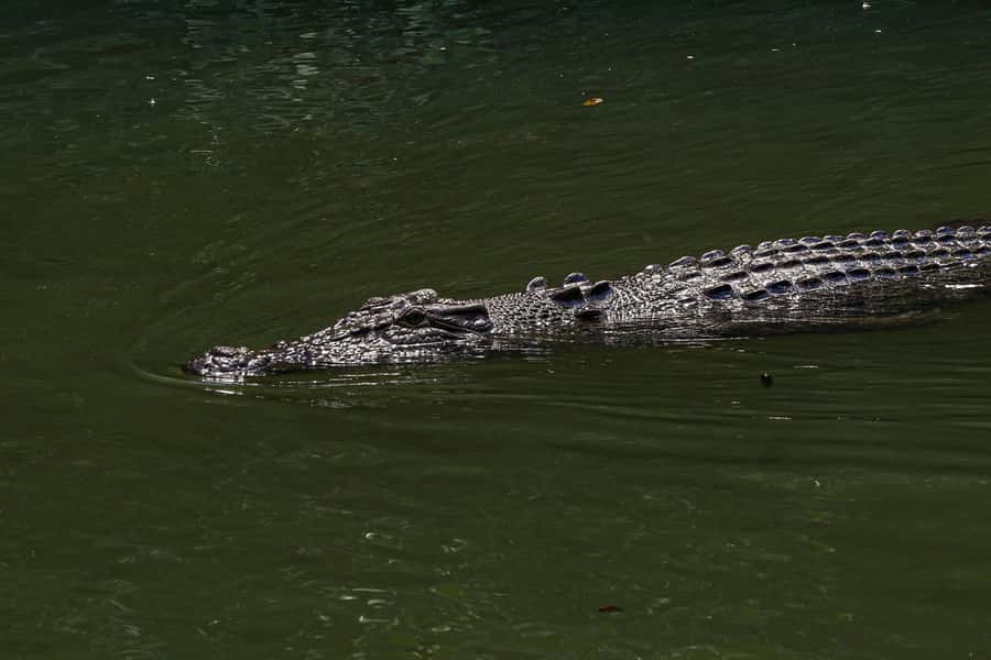 Port Douglas: Morning Daintree Tour w/ Wildlife Cruise - What the $112 Price Really Covers
