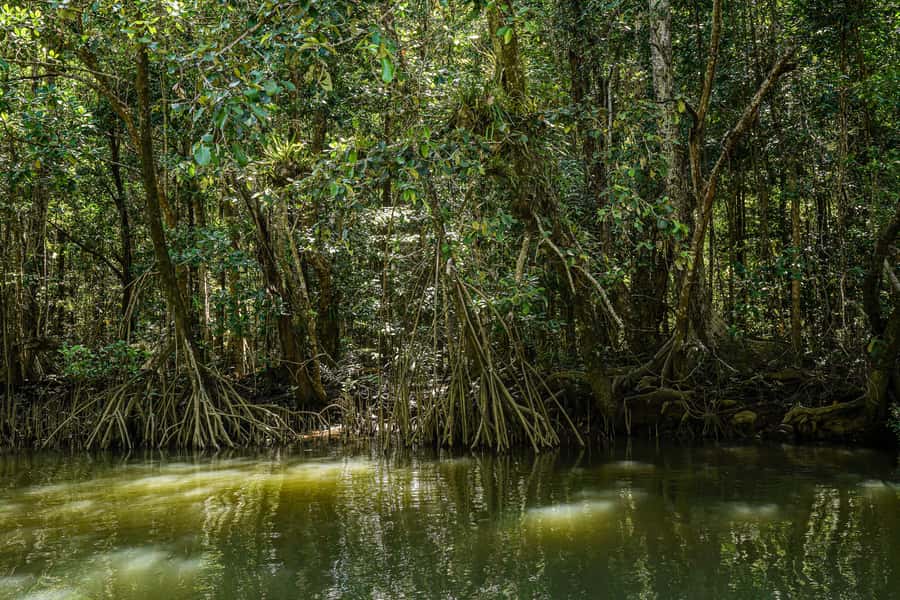 Port Douglas: Morning Daintree Tour w/ Wildlife Cruise - Who Will Get the Most From This Half-Day Tour