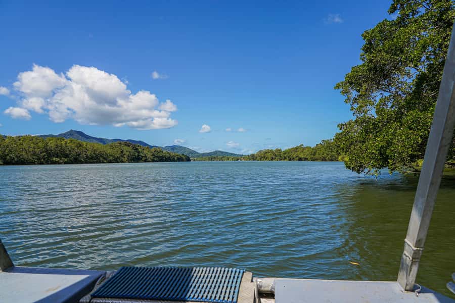 Port Douglas: Morning Daintree Tour w/ Wildlife Cruise - The Guide Makes a Difference