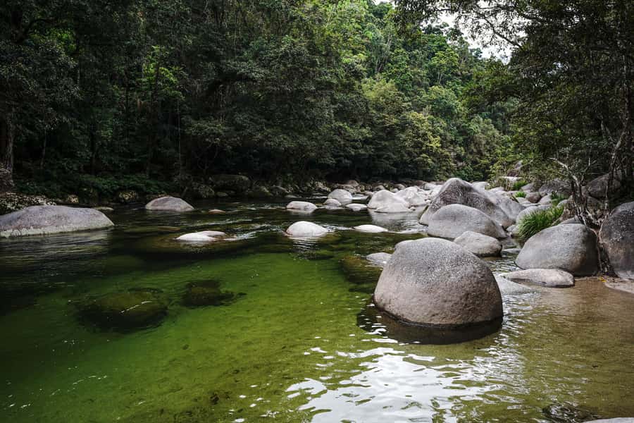 Port Douglas: Morning Daintree Tour w/ Wildlife Cruise - Morning Tea Before Mossman Gorge