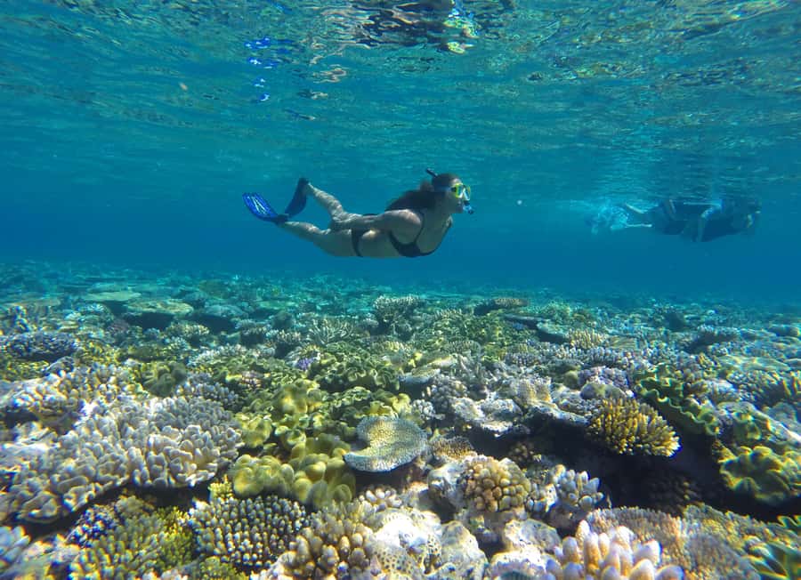 Port Douglas: Outer Barrier Reef Snorkel and Dive Options - Three Outer Reef sites make this more than a single snorkel stop