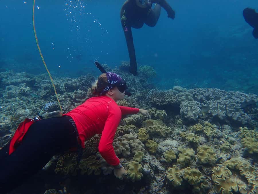 Port Douglas: Outer Great Barrier Reef Snorkeling Cruise - Key points to know before booking
