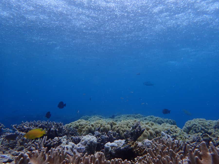Port Douglas: Outer Great Barrier Reef Snorkeling Cruise - Who will get the most from this $210 outing