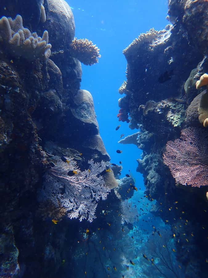 Port Douglas: Outer Great Barrier Reef Snorkeling Cruise - First site: time to find your fins