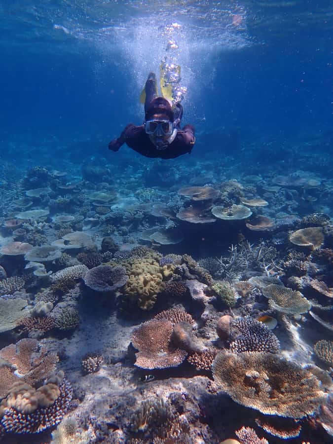 Port Douglas: Outer Great Barrier Reef Snorkeling Cruise - Second site: guided snorkelling with a marine biologist