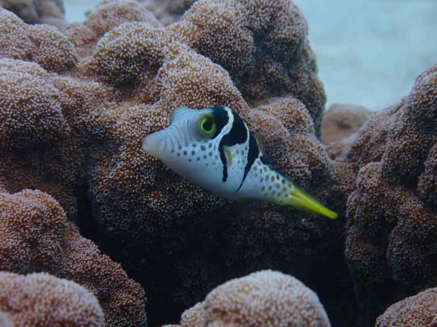 Port Douglas: Outer Great Barrier Reef Snorkeling Cruise - The boat, group size, and personal attention