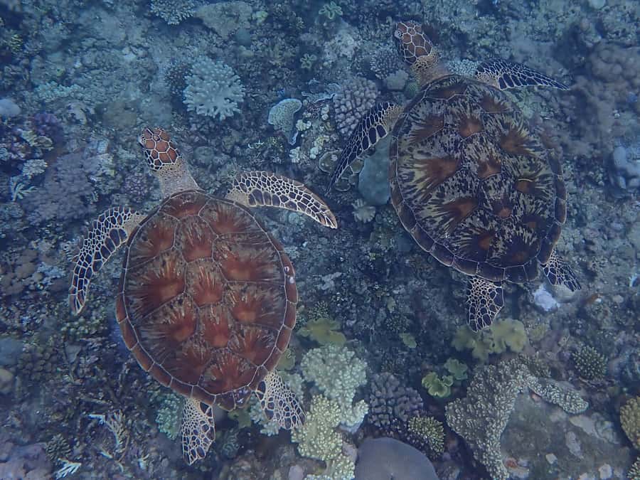 Port Douglas: Outer Great Barrier Reef Snorkeling Cruise - What the day feels like in changing weather