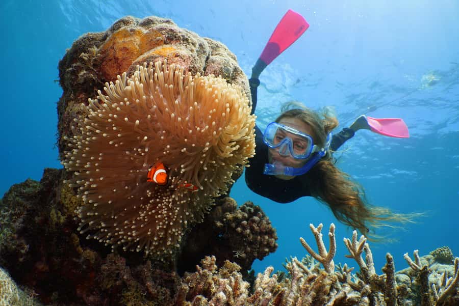 Port Douglas: Quicksilver Outer Barrier Reef Full-Day Cruise - Snorkeling among coral gardens