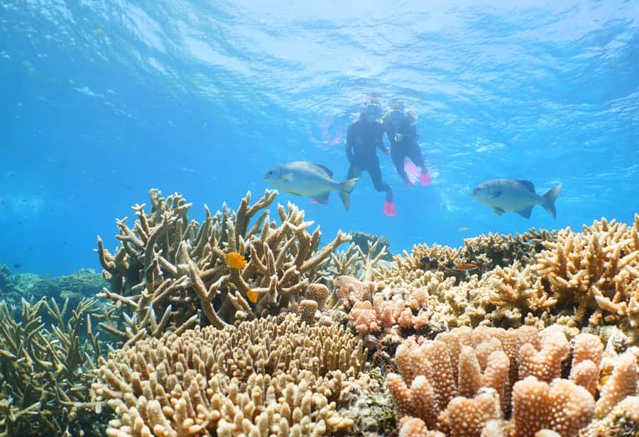 Port Douglas: Quicksilver Outer Barrier Reef Full-Day Cruise - The reef platform gives you room to choose