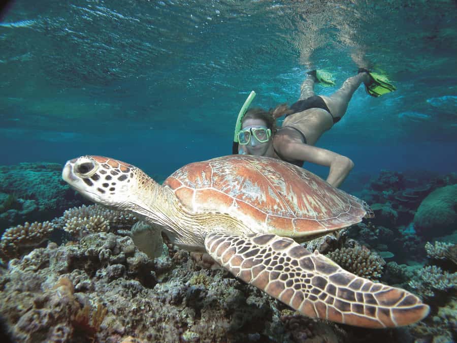 Port Douglas: Reef & Low Isles Cruise on Luxury Catamaran - Timing, cancellations, and booking details