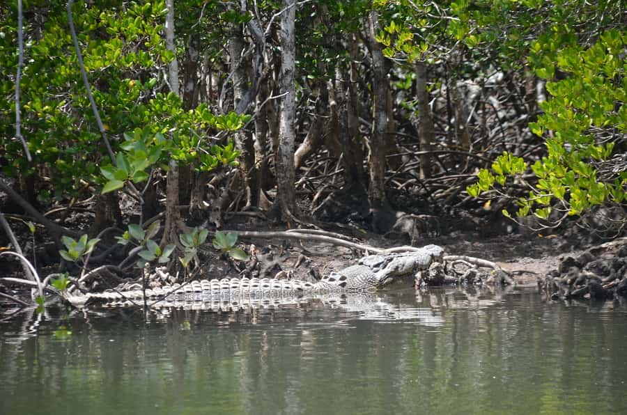 Port Douglas: River Cruise, Crocodile Spotting, Drink/ Snack - Should you book the Lady Douglas cruise?