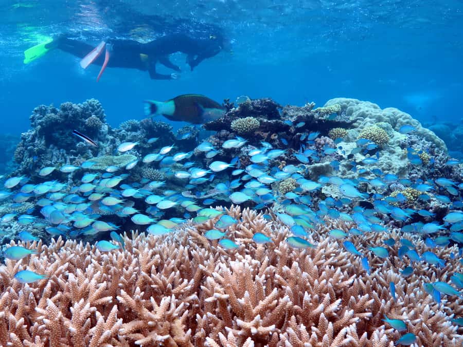 Port Douglas: Silversonic Great Barrier Reef Dive & Snorkel - What snorkeling is like from Silversonic