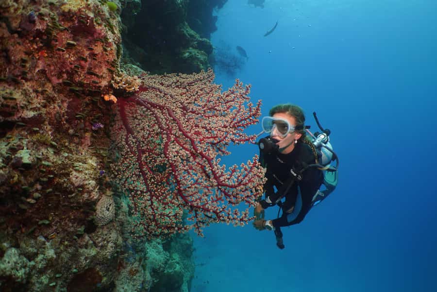 Port Douglas: Silversonic Great Barrier Reef Dive & Snorkel - Meals, showers, and the parts between swims