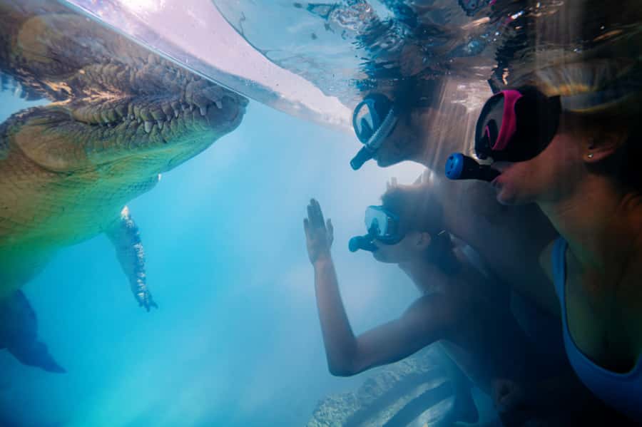 Port Douglas: Wildlife Habitat Swim with Crocodiles - How to decide if the crocodile swim is right for you