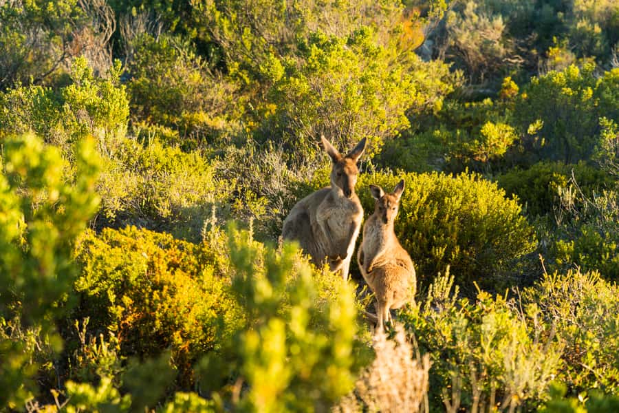 Port Lincoln: Coffin Bay Seafood, Wine, and Nature Day Trip - Who should book this Port Lincoln day trip?