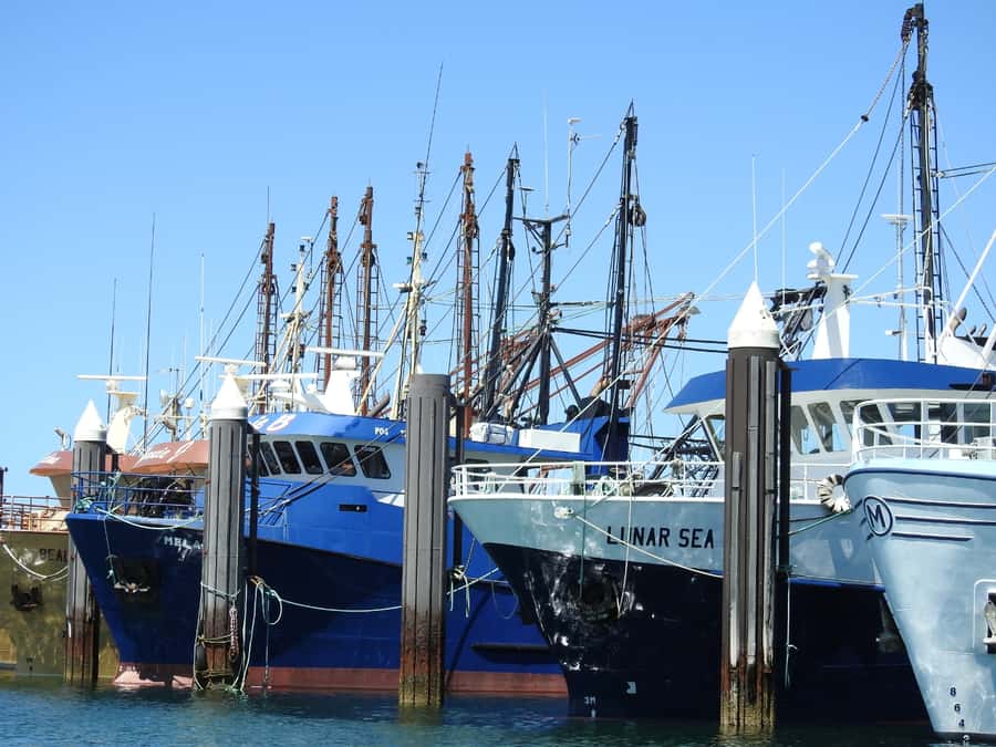 Port Lincoln Day Tour: Eyre Peninsula - Fresh Fish Place puts lunch in context