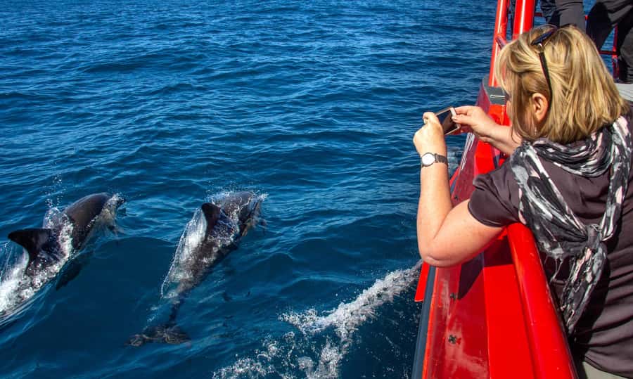 Port Stephens: 1hr Dolphin Watch Express - Why the one-hour format works