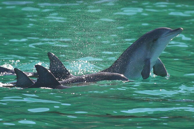 Port Stephens: Dolphin Discovery Cruise - The boom net: the wet and lively part
