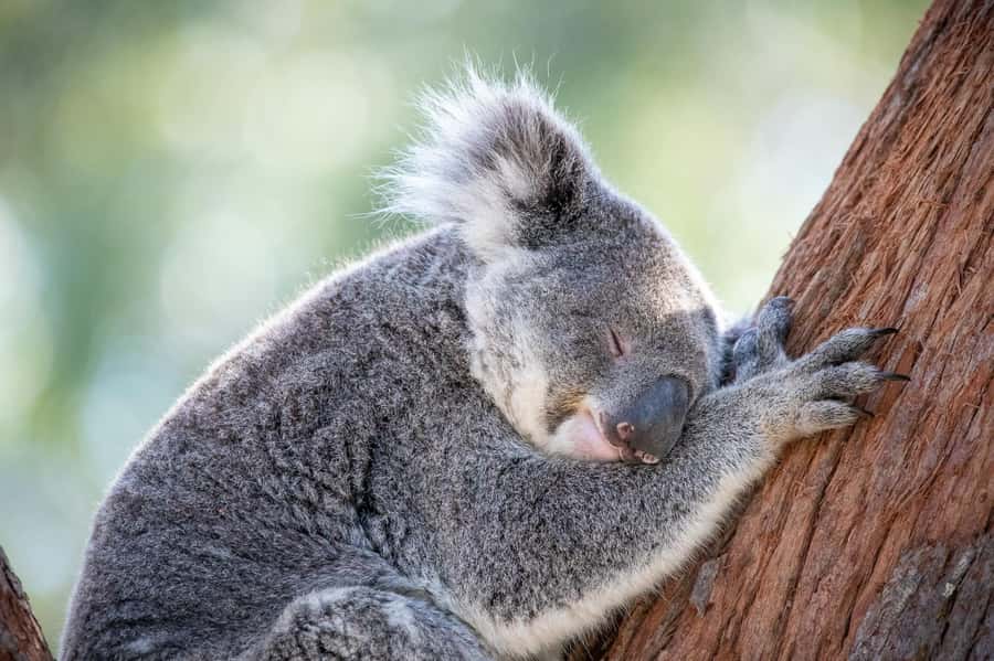 Port Stephens: Koala Sanctuary General Admission Ticket - Why this sanctuary feels different from a simple koala photo stop