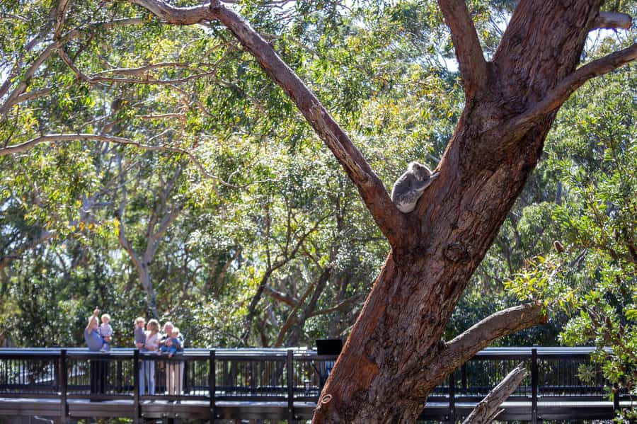 Port Stephens: Koala Sanctuary General Admission Ticket - The koala hospital offers the most honest encounter