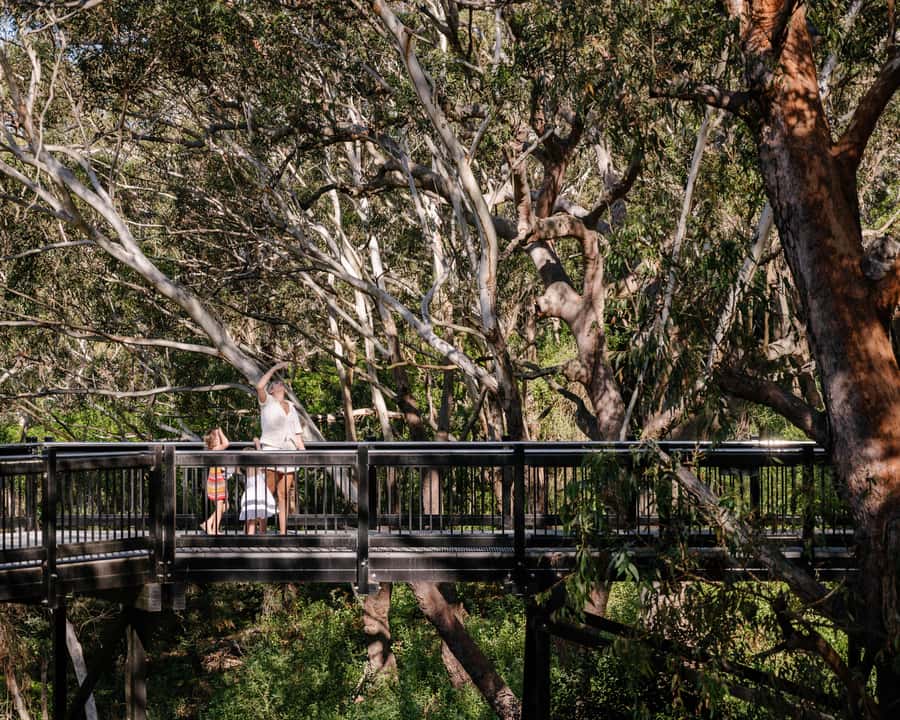 Port Stephens: Koala Sanctuary General Admission Ticket - Look for koalas from the 225m Newcastle Airport SKYwalk