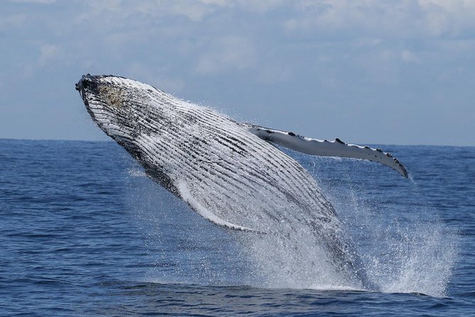 Port Stephens: Whale Watching Cruise - Key points to know before you book