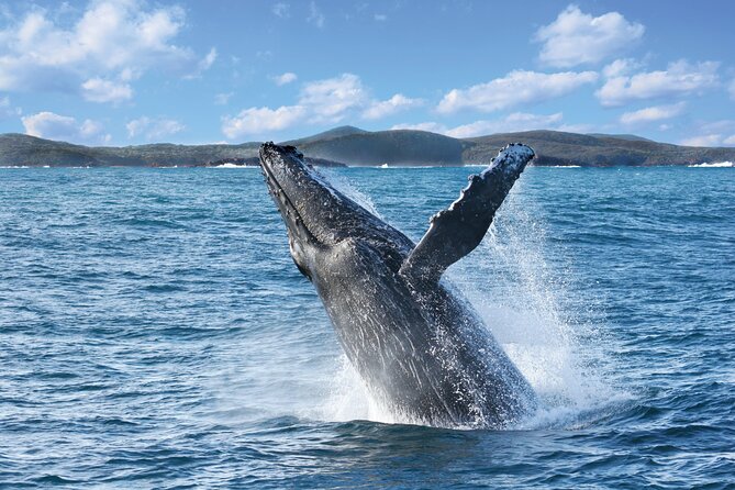 Port Stephens: Whale Watching Cruise - Setting out from Nelson Bay for open-water wildlife