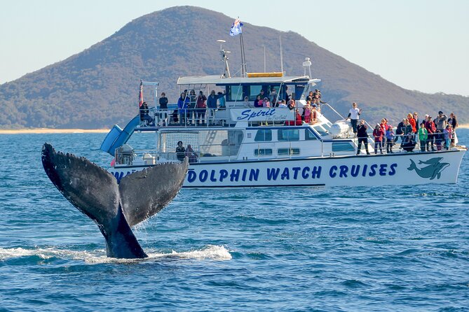 Port Stephens: Whale Watching Cruise - MV Spirit: a smaller, more intimate option