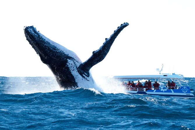 Premier Whale Watching Byron Bay - The real start is Ballina, not Byron Bay