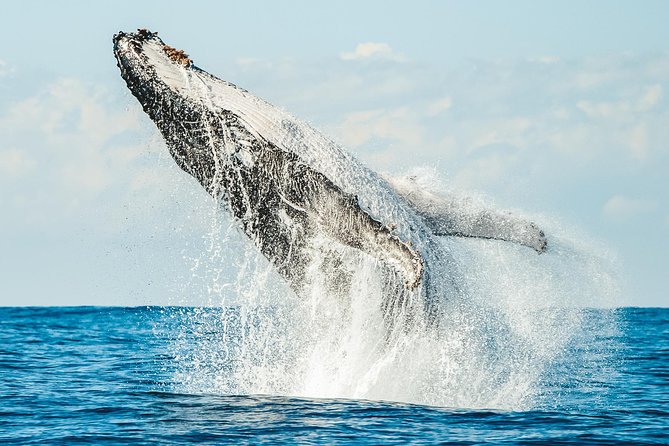 Premier Whale Watching Byron Bay - From the Richmond River to Cape Byron Marine Park