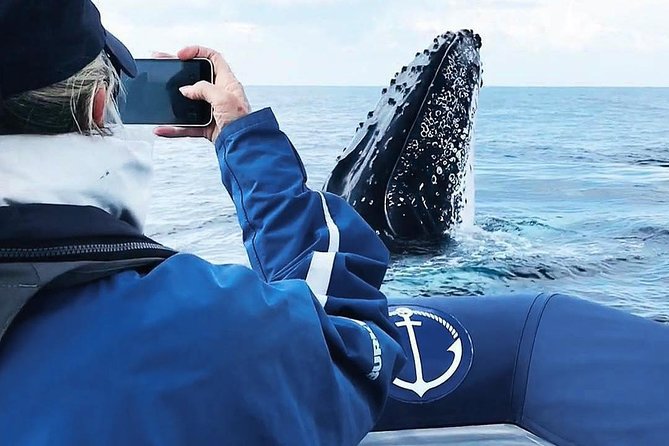 Premier Whale Watching Byron Bay - A marine biologist gives the trip its focus