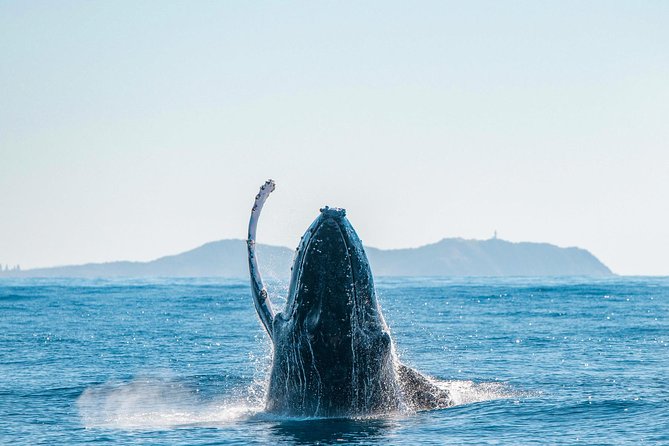 Premier Whale Watching Byron Bay - Dolphins, seabirds, and the space between sightings