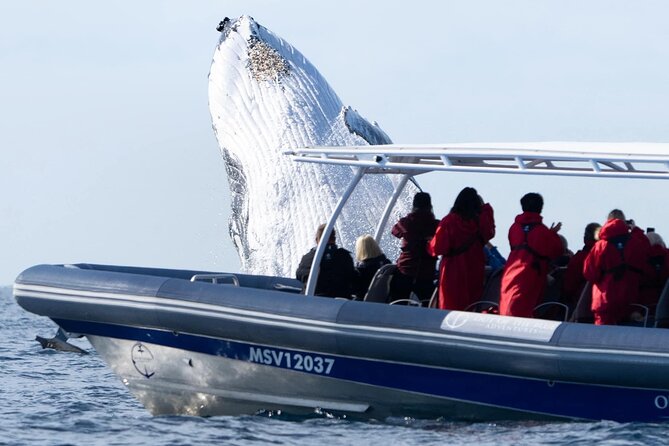 Premier Whale Watching Byron Bay - What the two-and-a-half-hour timing really means