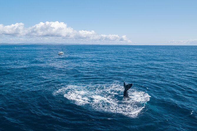 Premier Whale Watching Byron Bay - The boat, safety gear, and comfort